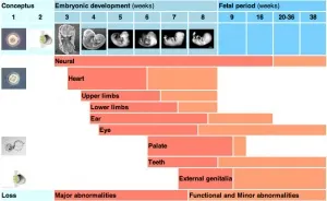 Diagram showing critical periods for different organ systems during embryonic development