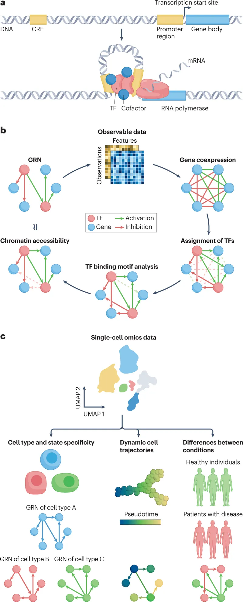 Advanced molecular network diagram showing gene regulatory interactions in development