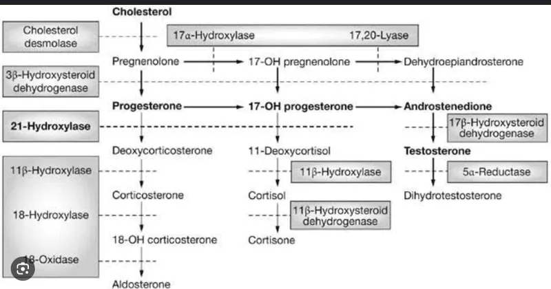 steroid hormone synthesis pathway