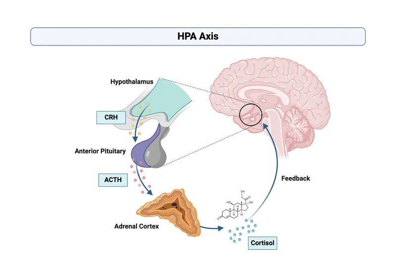 Detailed hypothalamic-pituitary axis showing hormone feedback loops