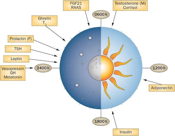 Circadian hormone rhythms showing phase relationships