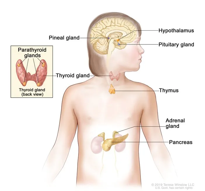 Anatomical overview of major endocrine glands showing thyroid, adrenals, and pancreas