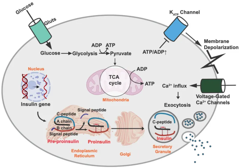 Insulin synthesis pathway from proinsulin to mature insulin