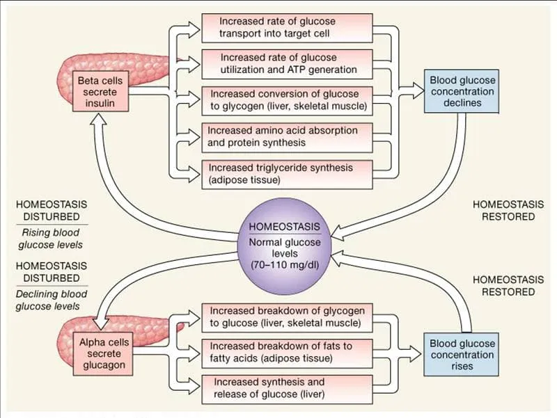 Metabolic pathway integration showing fed and fasting states
