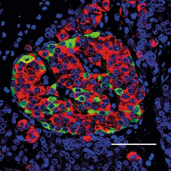 Microscopic view of pancreatic islet showing cellular architecture