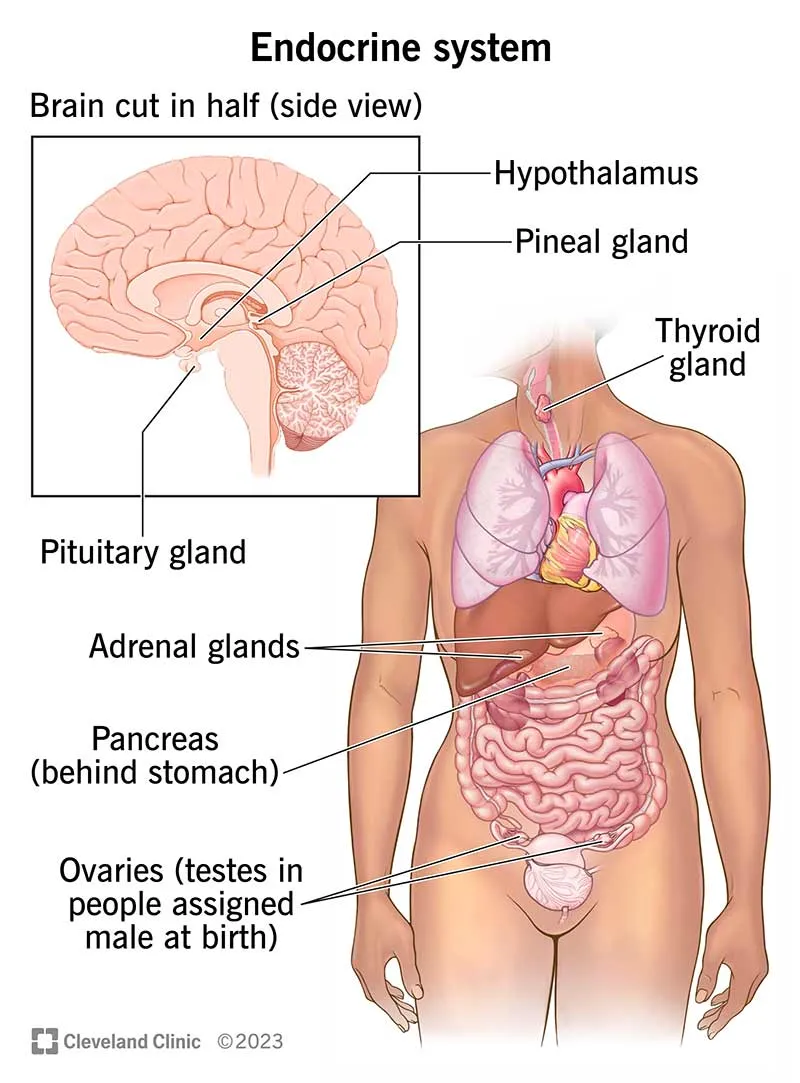 Comprehensive endocrine system anatomy showing major glands and hormone pathways