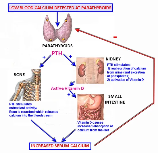 parathyroid hormone calcium regulation