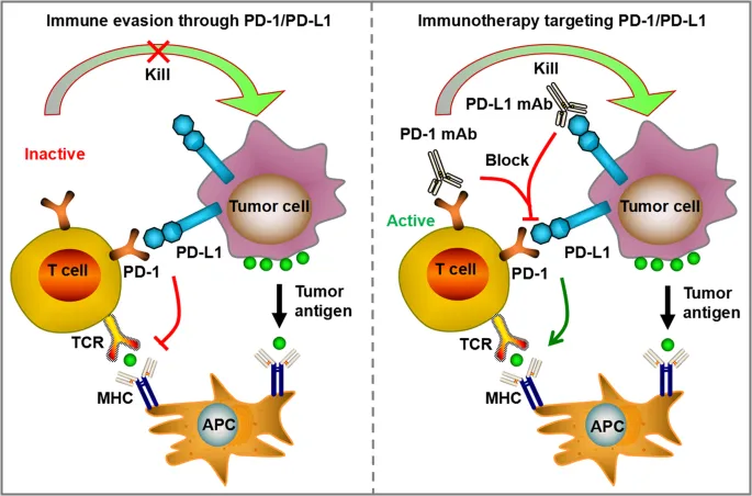 Immunotherapy mechanism of action showing checkpoint inhibition