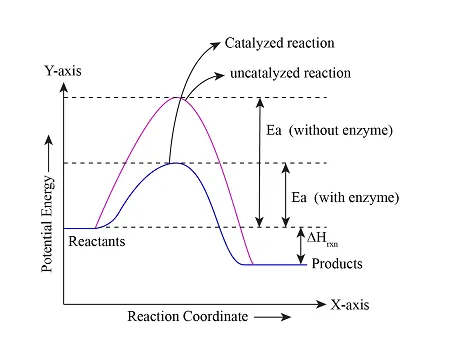 Energy diagram showing enzyme lowering activation energy barrier