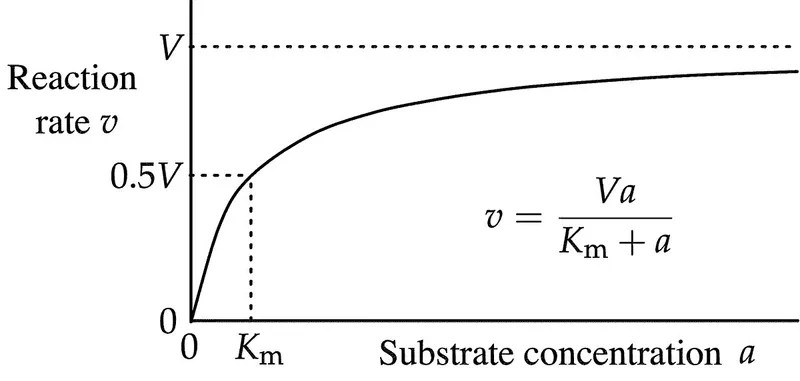 Michaelis-Menten curve showing enzyme saturation kinetics