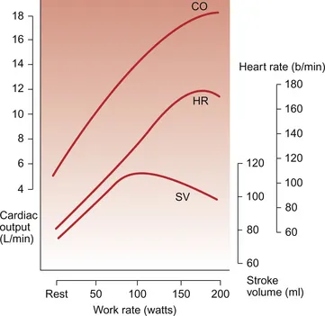Cardiovascular response to exercise showing heart rate and cardiac output changes