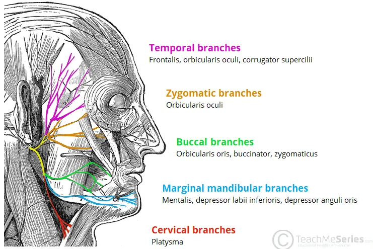 Detailed facial anatomy showing muscles of facial expression and innervation