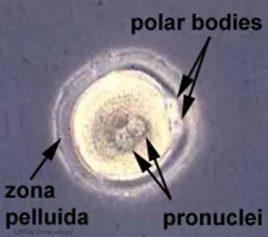 Microscopic image of early embryo development showing pronuclear stage and first cell divisions