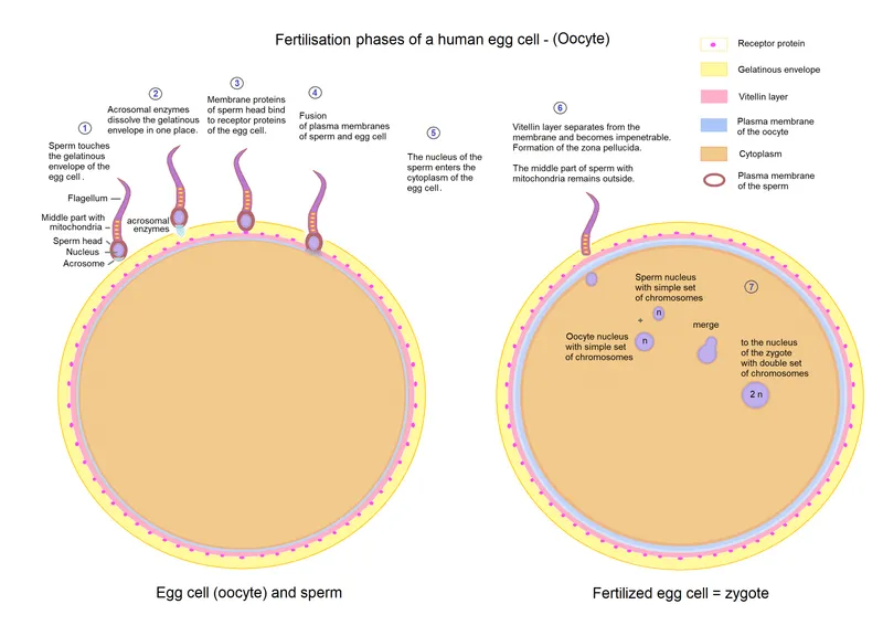 Detailed diagram of fertilization process showing sperm penetrating zona pellucida and egg membrane