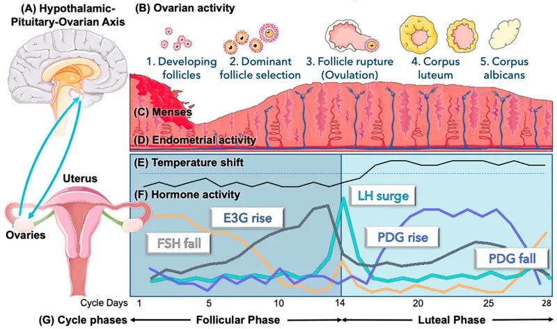 Detailed diagram of hypothalamic-pituitary-ovarian axis showing hormone feedback loops