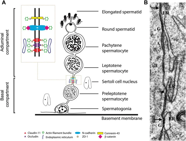 Detailed cross-section of seminiferous tubule showing spermatogenesis stages and Sertoli cells