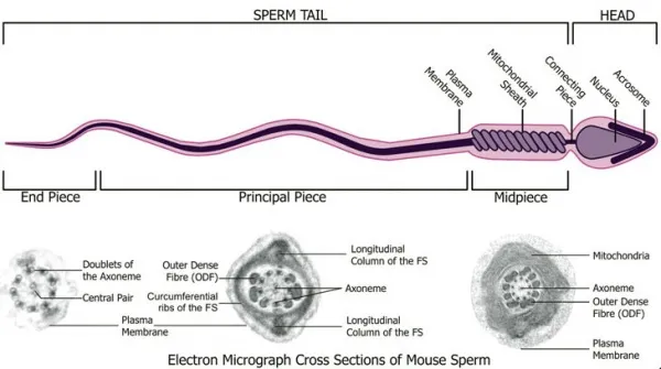Diagram showing sperm structure with labeled components including head, midpiece, and flagellum