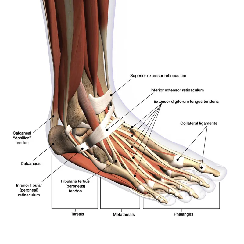 Detailed anatomical diagram of foot and ankle bone structure with labeled components