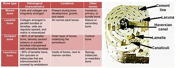 Cross-section of bone showing cortical and cancellous architecture with Haversian systems
