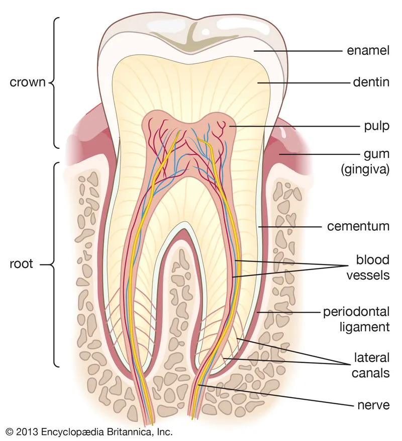 Detailed anatomical diagram of tooth structures and surrounding tissues