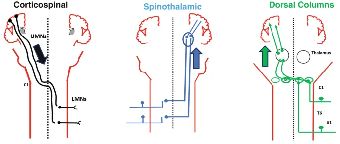 Ascending sensory pathways showing dorsal column and spinothalamic tract organization