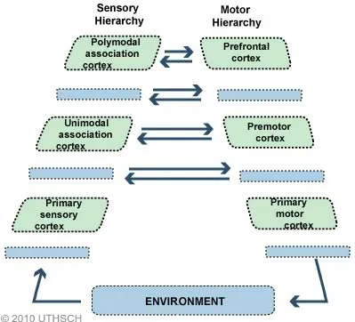 Association cortex areas showing parietal, temporal, and frontal integration regions
