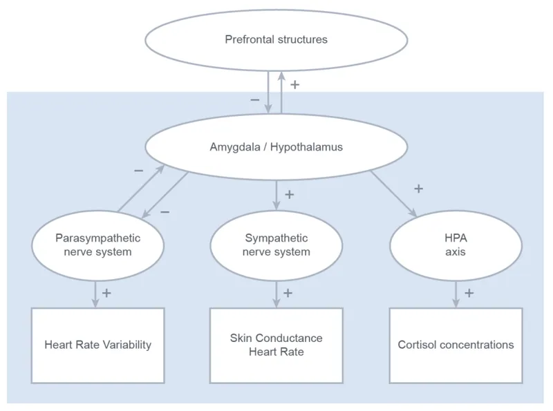 Autonomic-endocrine integration showing hypothalamic-pituitary-adrenal axis