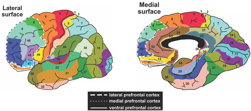 Lateral view of cerebral cortex showing Brodmann areas and functional regions