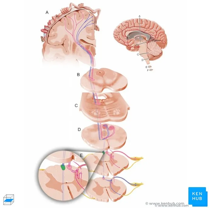 Integrated neuroanatomical pathways showing brain-brainstem-spinal connections