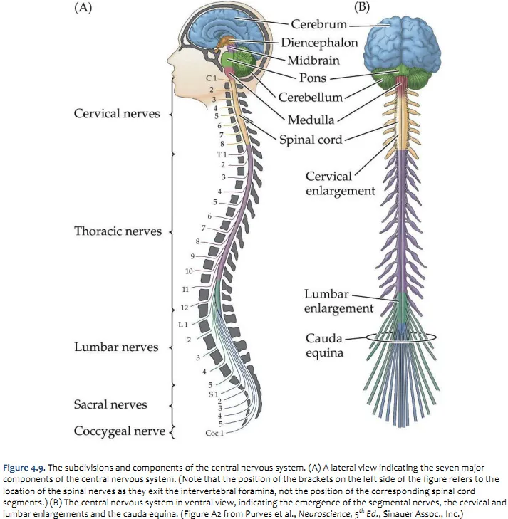Spinal cord segmental organization showing cervical and lumbar enlargements