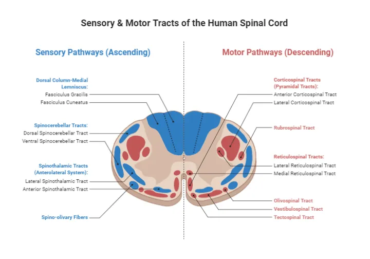 Spinal cord syndrome patterns showing tract involvement and deficit distribution