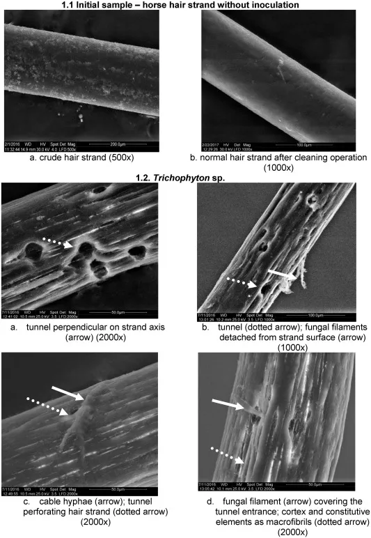 Microscopic view of fungal enzymes breaking down keratin structures