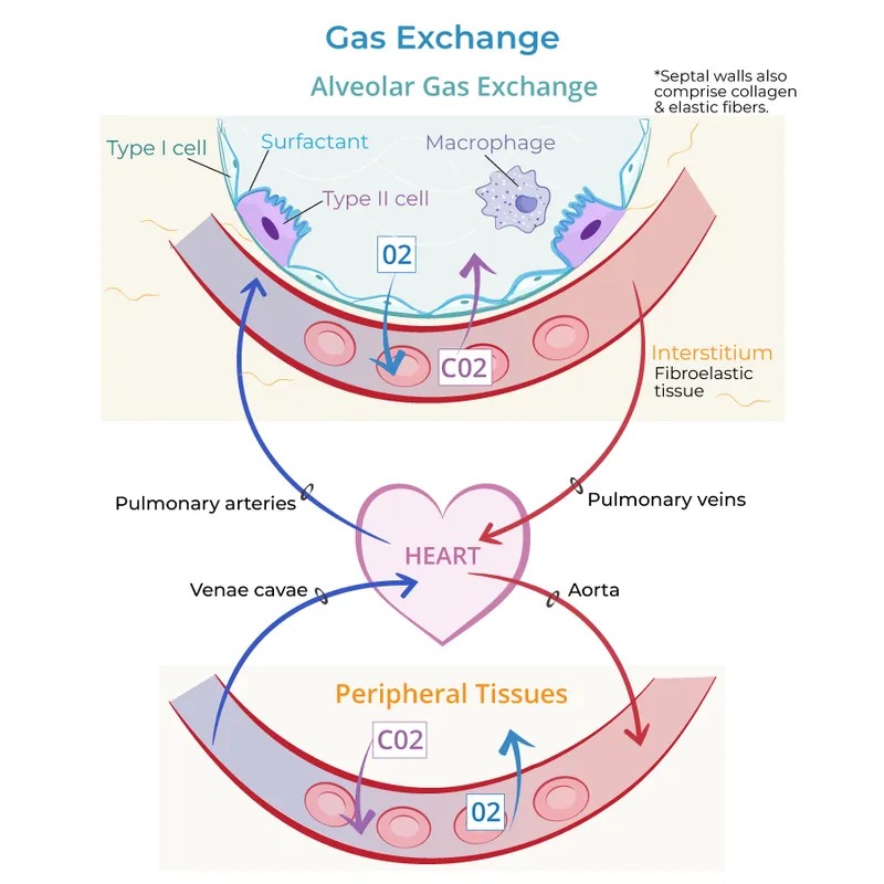 Detailed alveolar-capillary membrane showing gas exchange interface