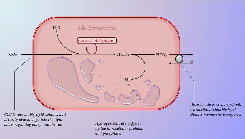 Chloride shift diagram showing bicarbonate and chloride exchange in red blood cells