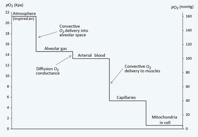 Oxygen cascade diagram showing pressure gradients from atmosphere to mitochondria