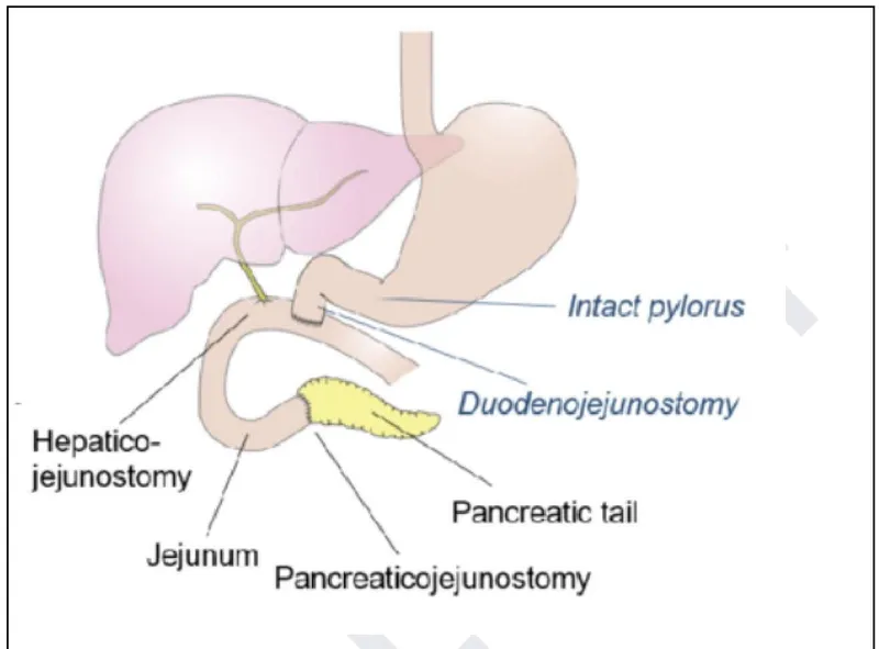 Gastrointestinal tract anatomy