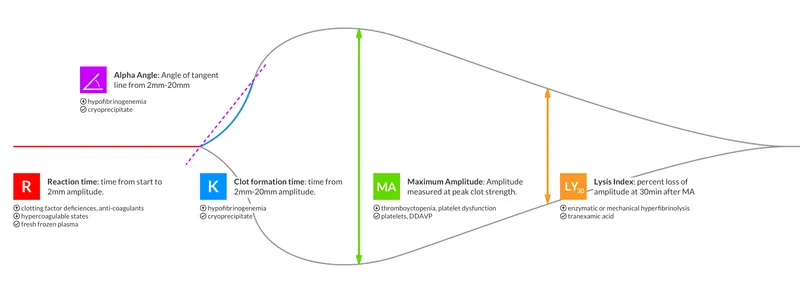 Thromboelastography showing coagulation parameters during major surgery