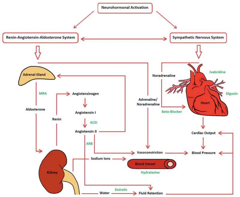 Diagram showing mechanism of action of ACE inhibitors in heart failure