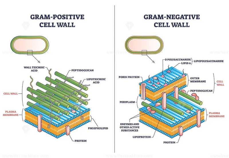 Detailed bacterial cell wall structure comparison Gram positive negative