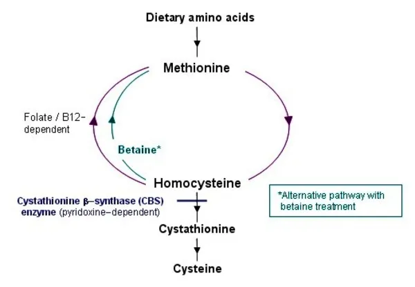 Comparative metabolic pathway diagrams showing different enzyme deficiencies