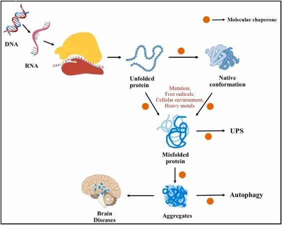 Molecular diagram showing protein misfolding in genetic disorders