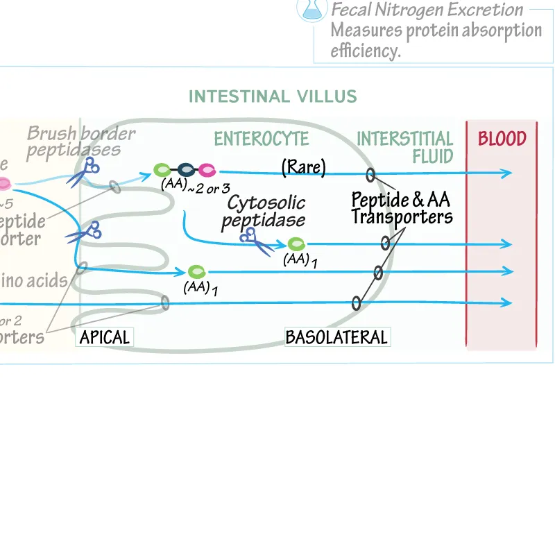 Molecular structure of brush border enzymes and transport proteins
