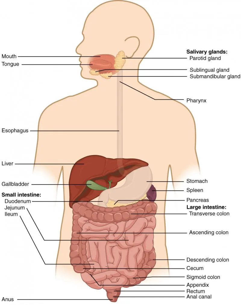 Anatomical overview of complete digestive system showing organs and flow