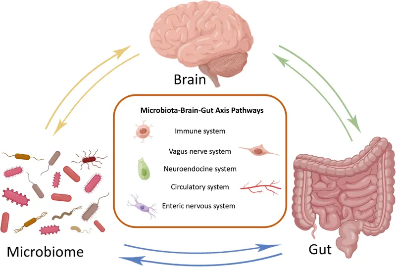 Complex diagram showing gut-brain axis communication pathways