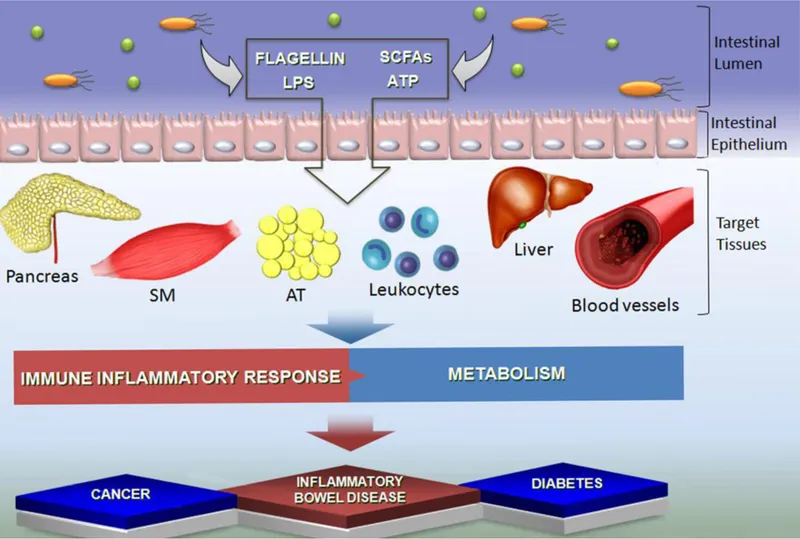 Microbiome metabolite pathways and systemic effects