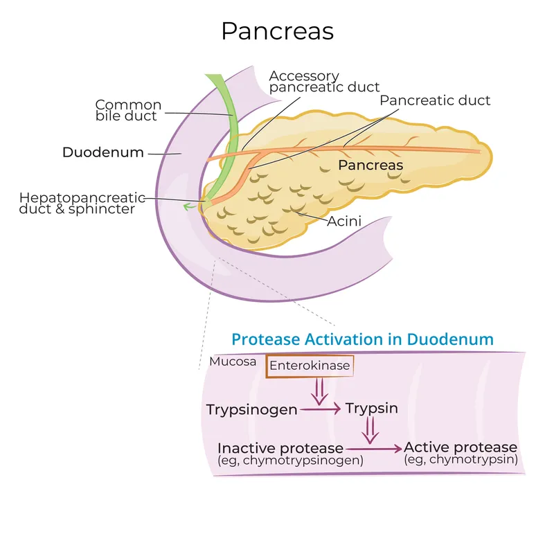Diagram showing pancreatic enzyme activation cascade in duodenum