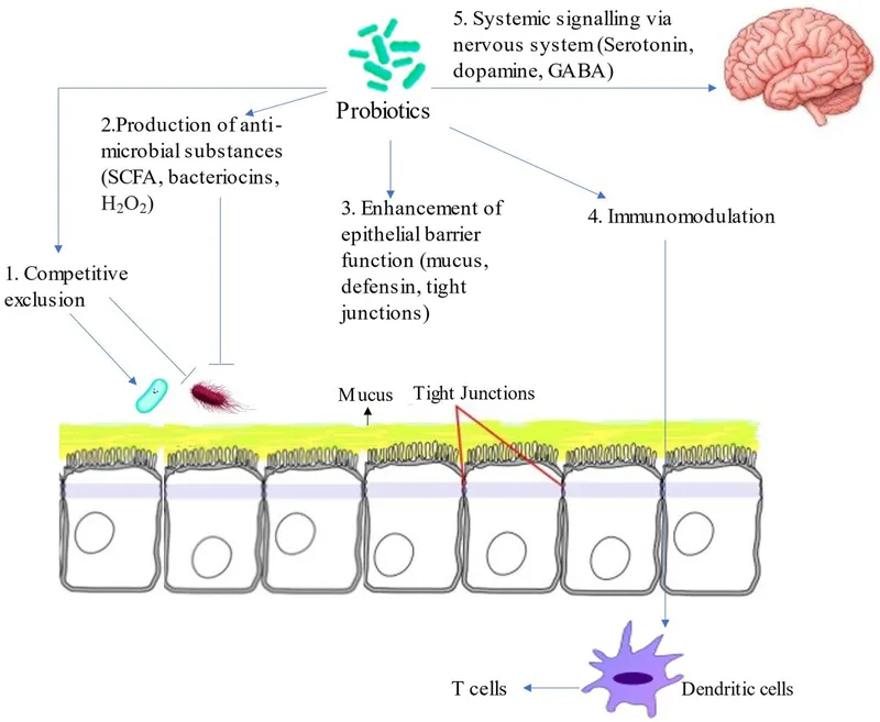 Molecular mechanisms of probiotic action in gut health