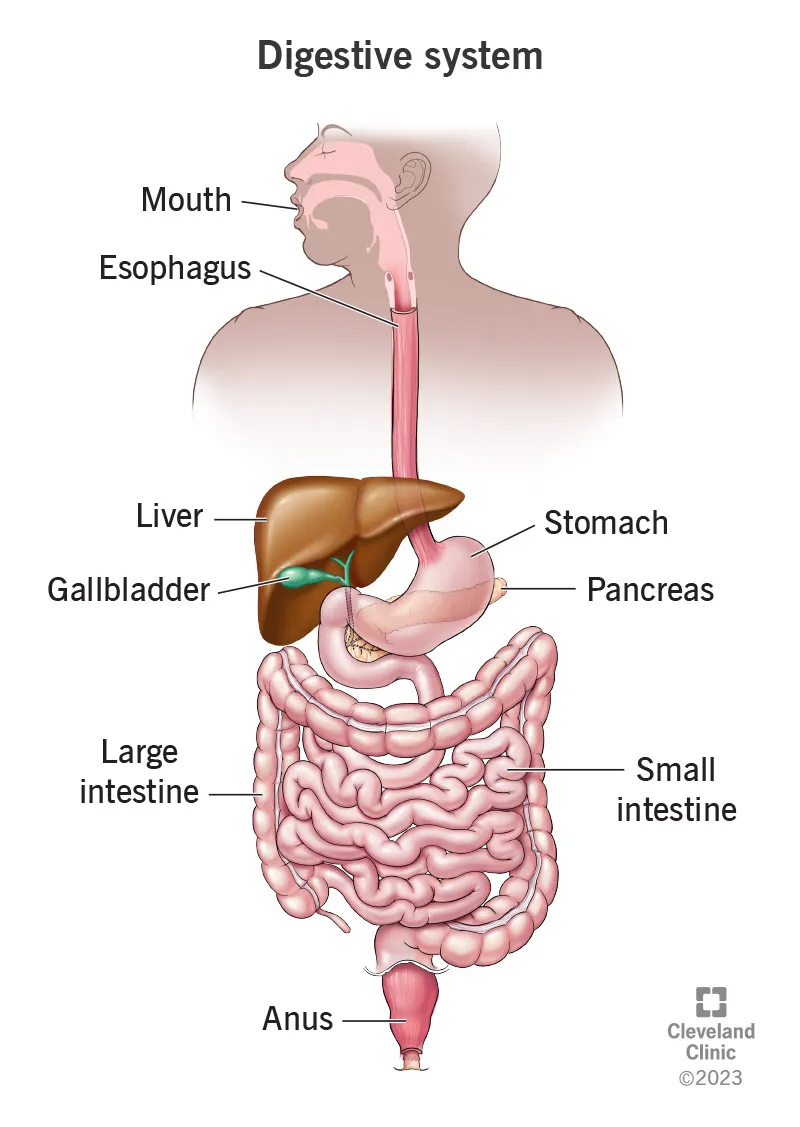 Anatomical overview of complete gastrointestinal tract with major organs