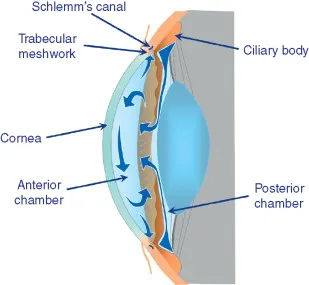 aqueous humor production ciliary body