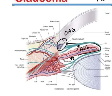 trabecular meshwork drainage pathway